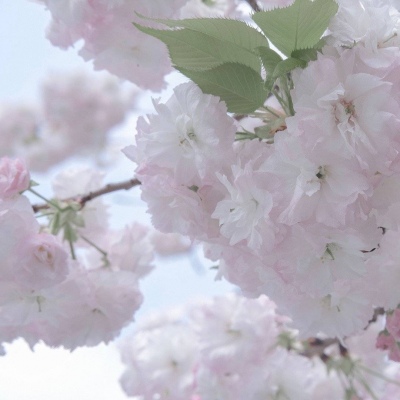 界首福瑞交流群